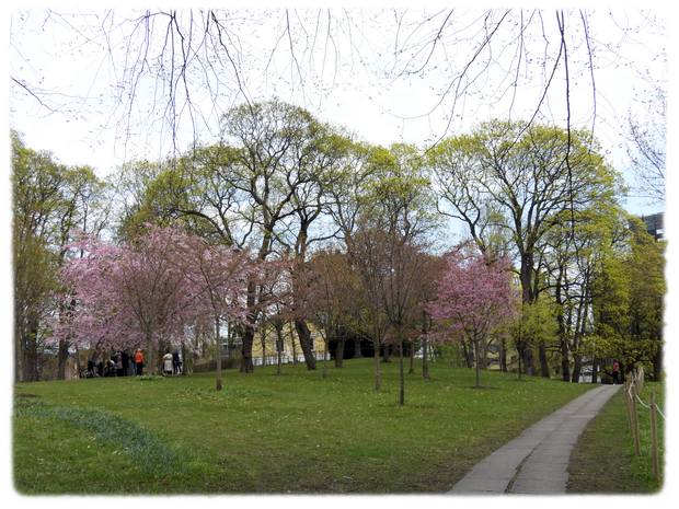 Det våres i Kronprinsesse Märtha hage i Slottsparken i Oslo!