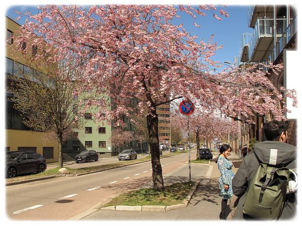 Vakker kirsebærtreblomstring i Kjølberggata på Tøyen i Bydel Gamele Oslo!