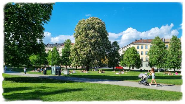 Fint når trærne blomstrer i Sofienbergparken på Grünerløkka!