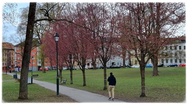 Fint når det våres i Sofienbergparken i Bydel Grünerløkka i Oslo