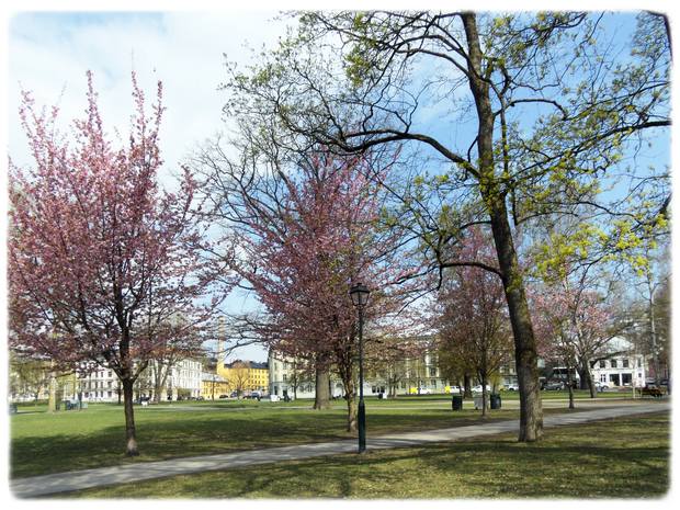 Fint når kirsebærtrærne blomstrer i Sofienbergparken på Grünerløkka! 