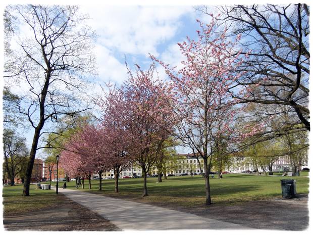 Fint når kirsebærtrærne blomstrer i Sofienbergparken på Grünerløkka! 